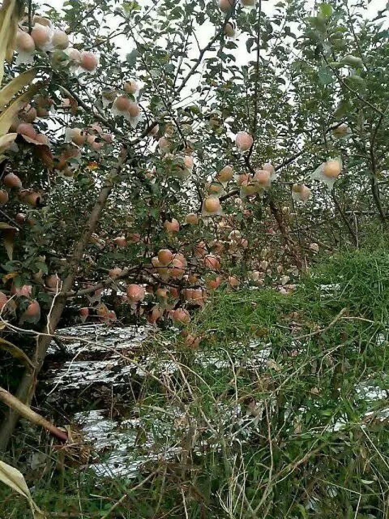 红富士苹果75mm以下膜袋