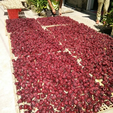 玫瑰茄