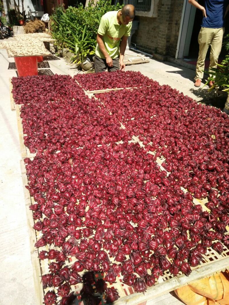 玫瑰茄