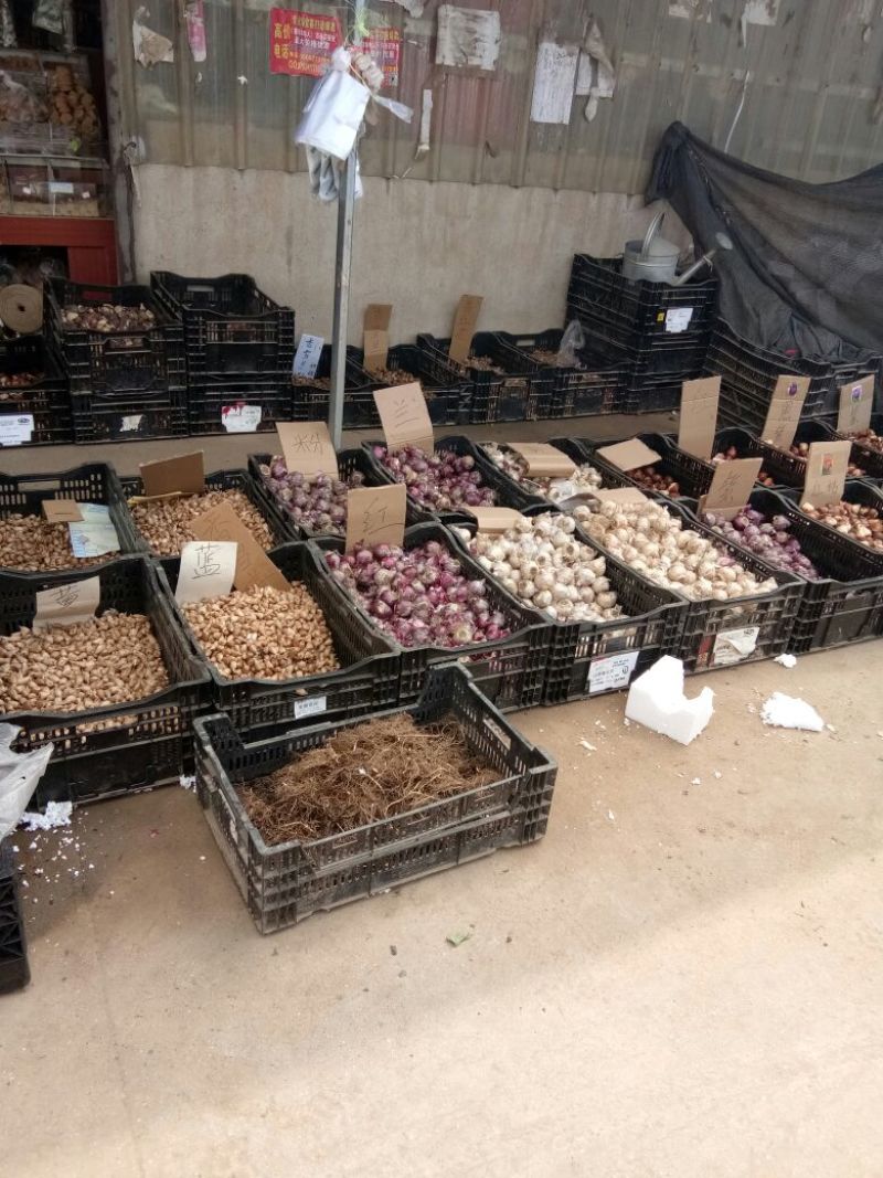 朱顶红种球4~6公分荷兰进口重瓣朱顶红种球阳台盆栽花卉