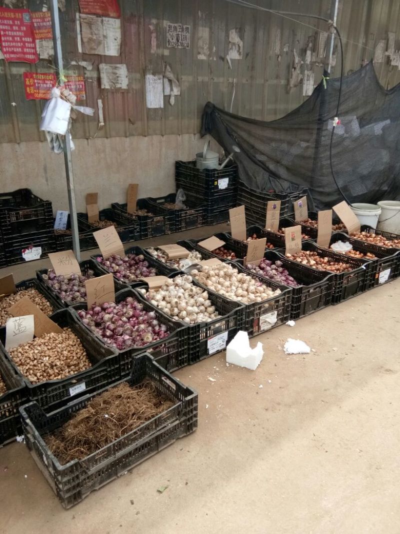 朱顶红种球4~6公分荷兰进口重瓣朱顶红种球阳台盆栽花卉
