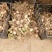 朱顶红种球4~6公分荷兰进口重瓣朱顶红种球阳台盆栽花卉