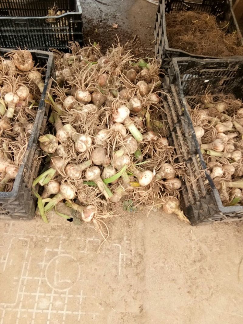 朱顶红种球4~6公分荷兰进口重瓣朱顶红种球阳台盆栽花卉