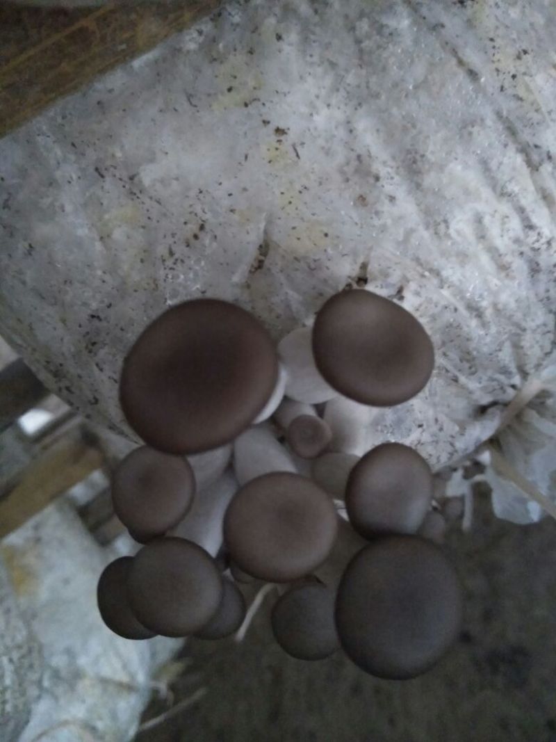 平菇菌棒22*47质优价廉