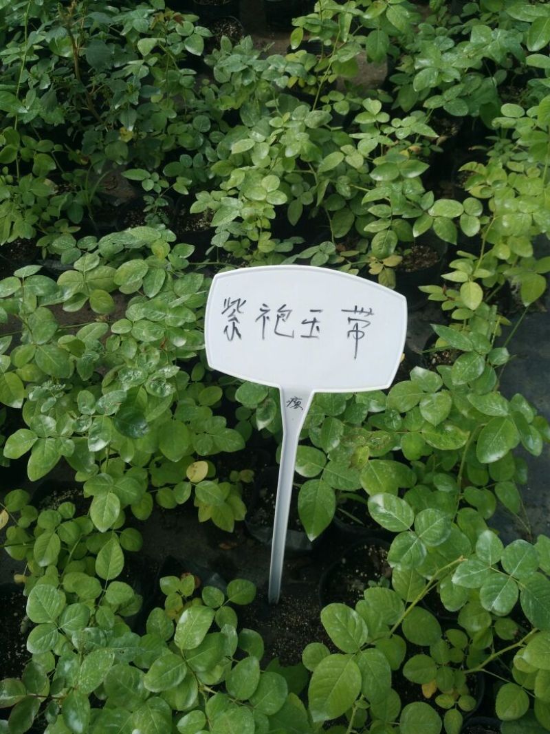 紫袍玉带