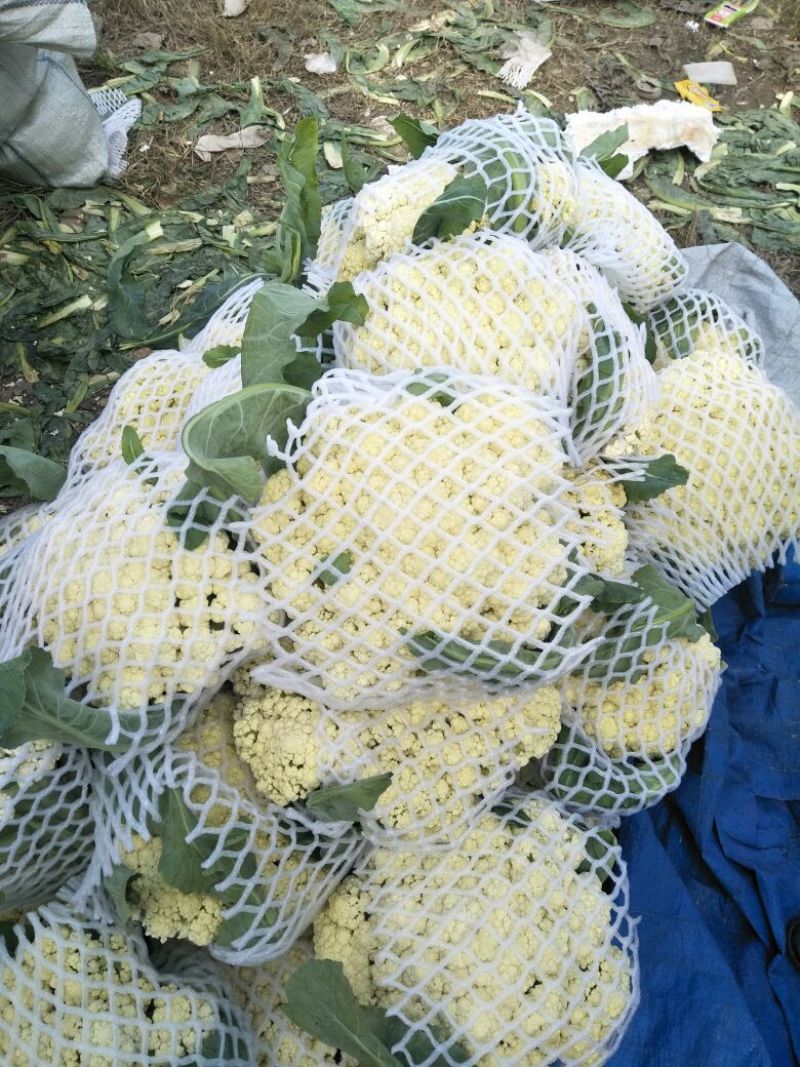 白花菜散装精品有机花产地直销直发一手货源