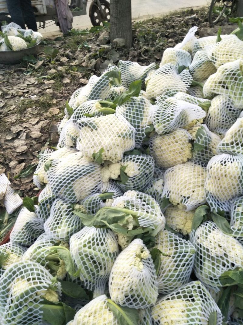 白花菜散装精品有机花产地直销直发一手货源