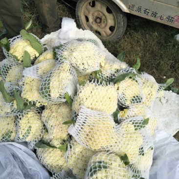 白花菜散装精品有机花产地直销直发一手货源
