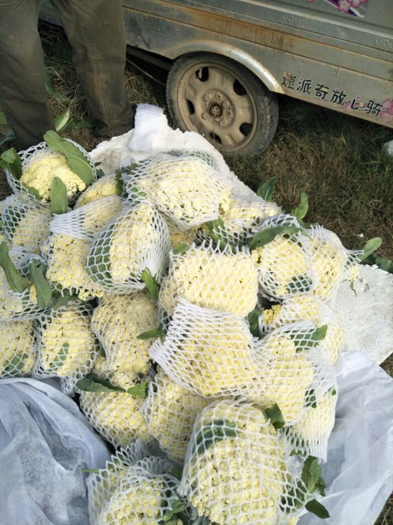 白花菜散装精品有机花产地直销直发一手货源