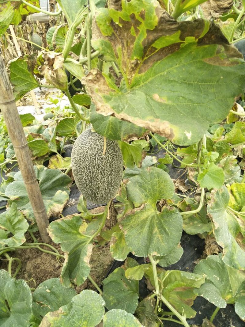 西州蜜瓜5斤以上长圆形
