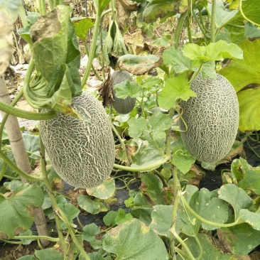 西州蜜瓜5斤以上长圆形