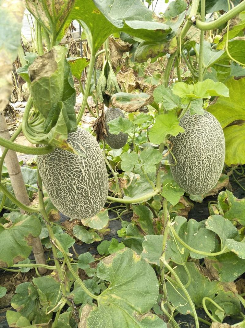 西州蜜瓜5斤以上长圆形