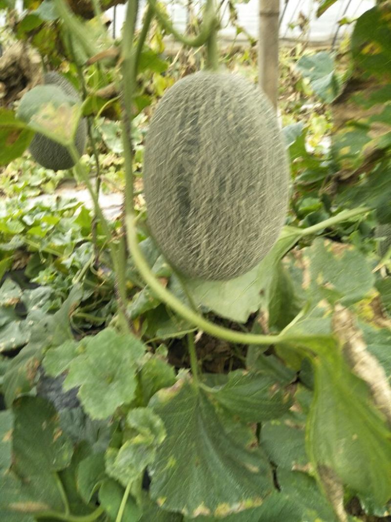 西州蜜瓜5斤以上长圆形