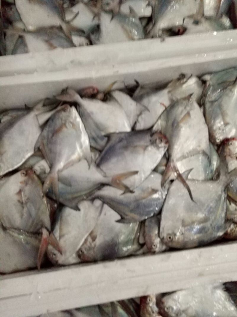 鱿鱼食用冰冻