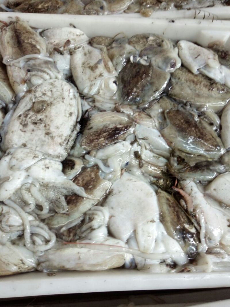 鱿鱼食用冰冻