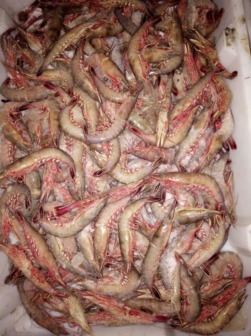 鱿鱼食用冰冻