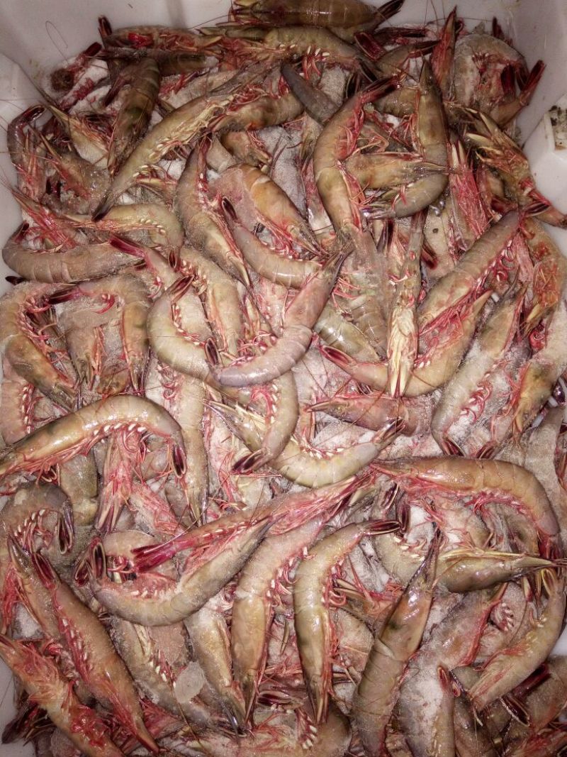 鱿鱼食用冰冻