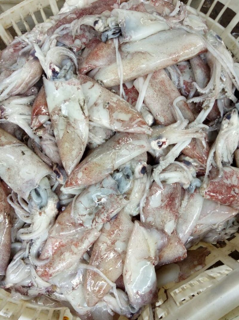 鱿鱼食用冰冻