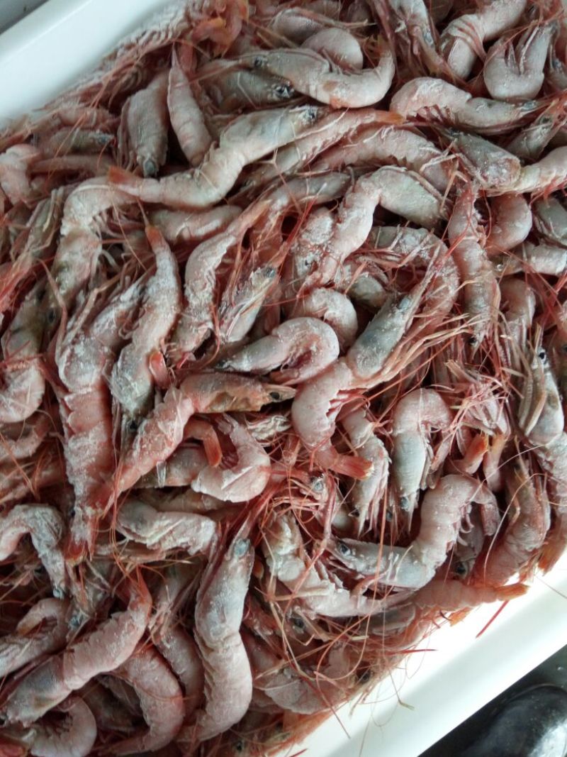 鱿鱼食用冰冻