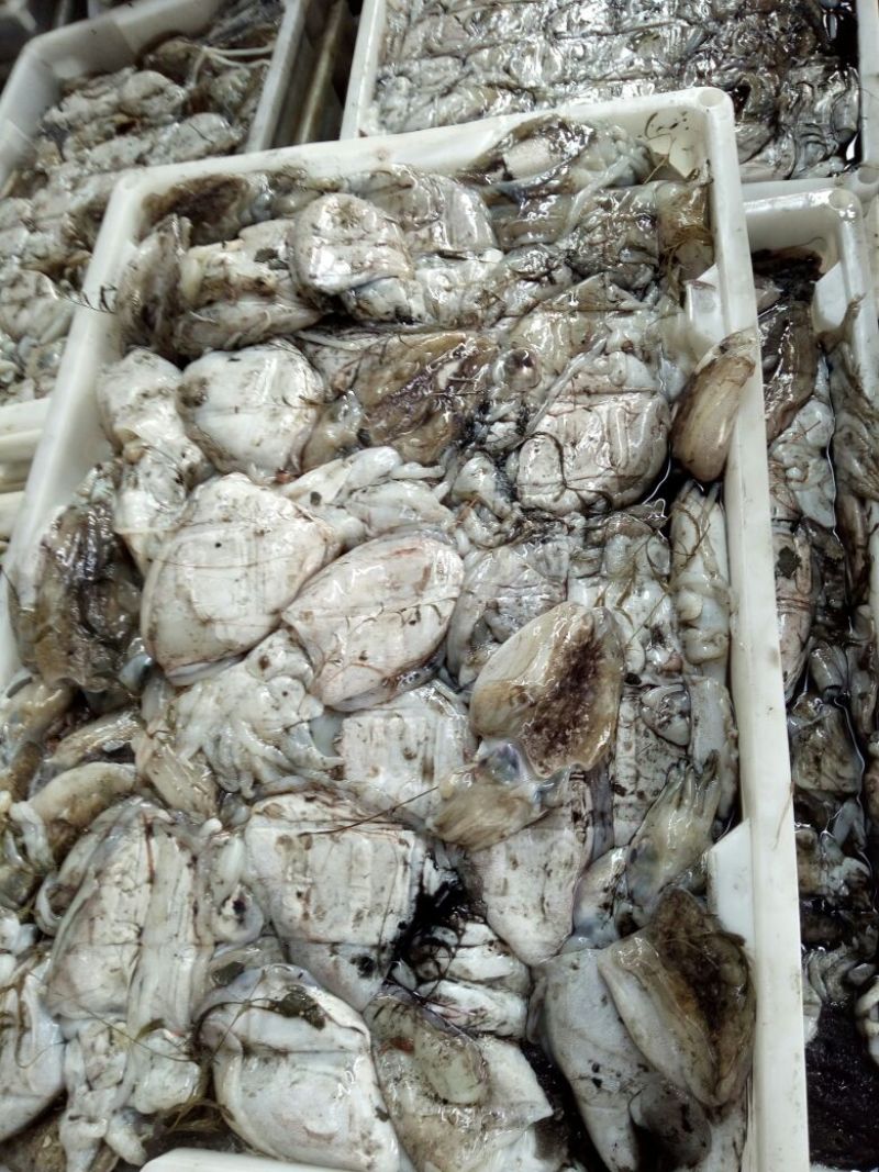 鱿鱼食用冰冻