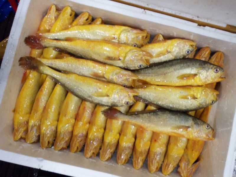 鱿鱼食用冰冻