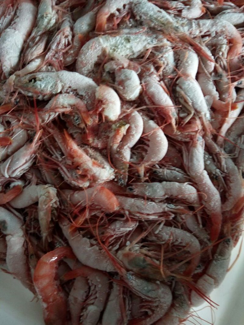 鱿鱼食用冰冻