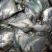 鱿鱼食用冰冻