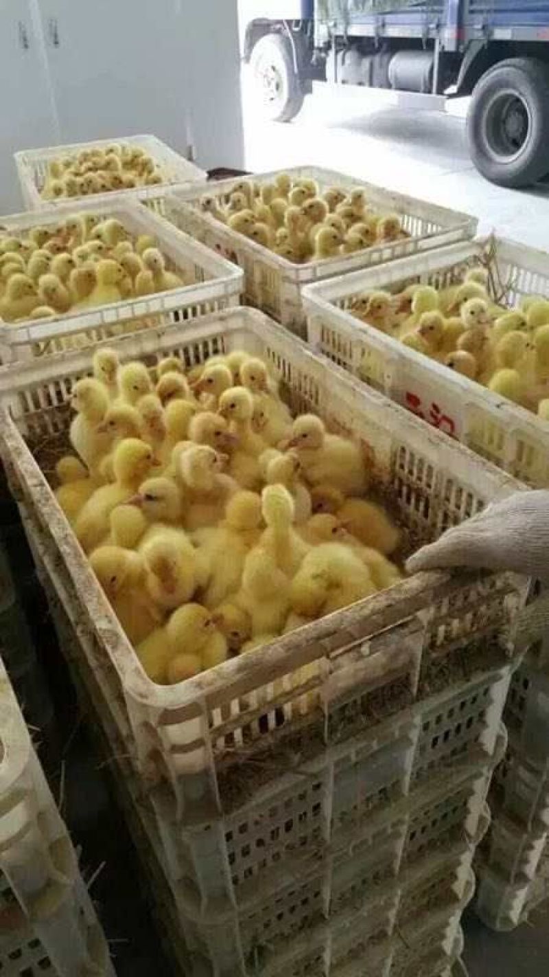 鹅苗250g以下