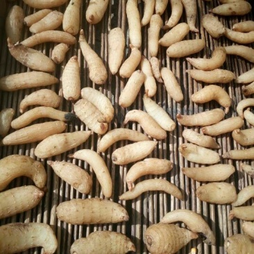 野生天麻特级