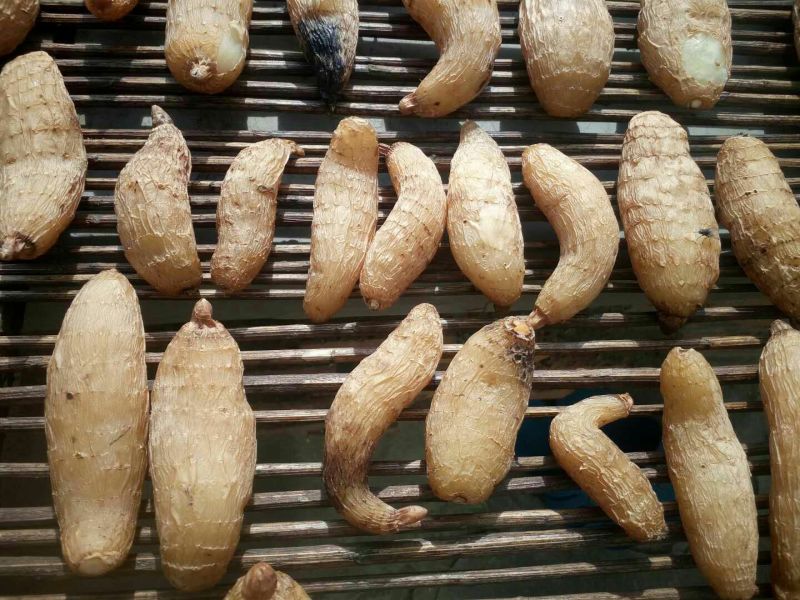 野生天麻特级
