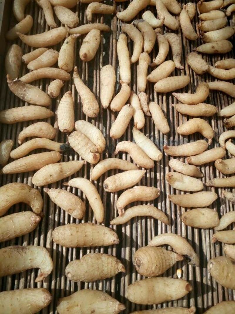 野生天麻特级