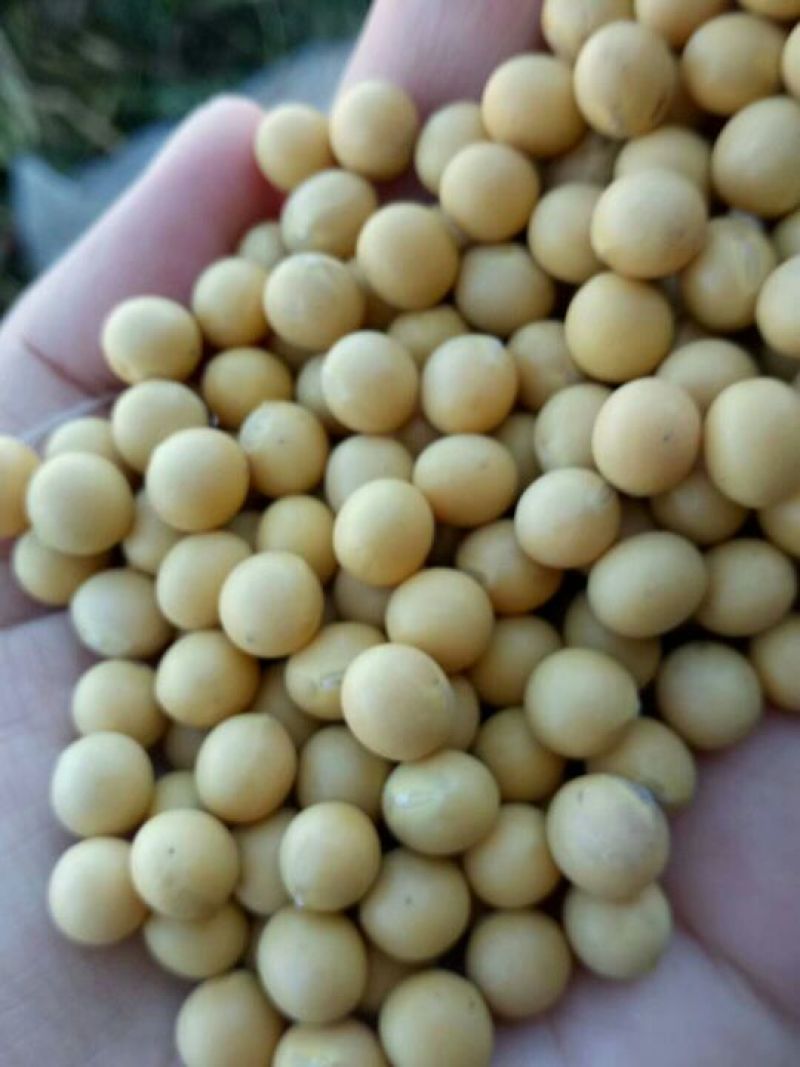 黄豆中等