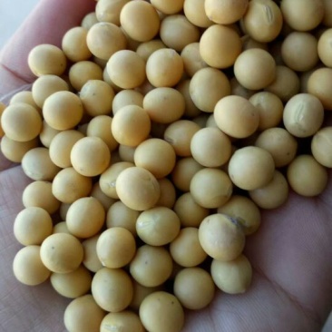 黄豆中等