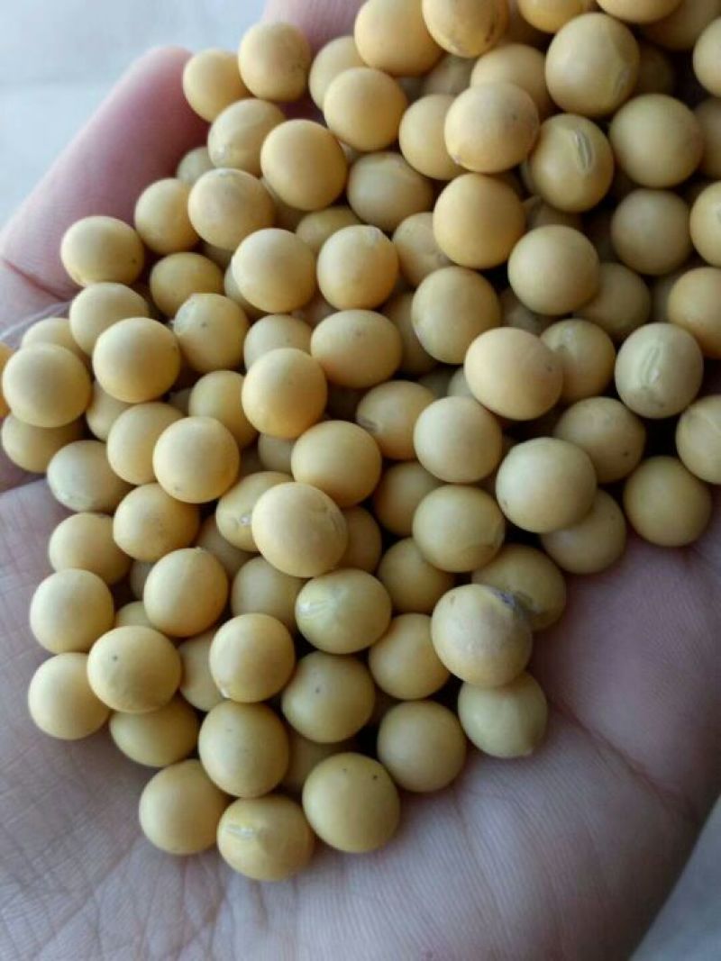 黄豆中等