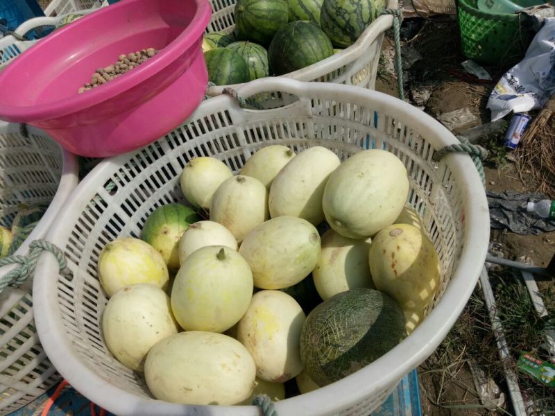 香瓜2斤以上