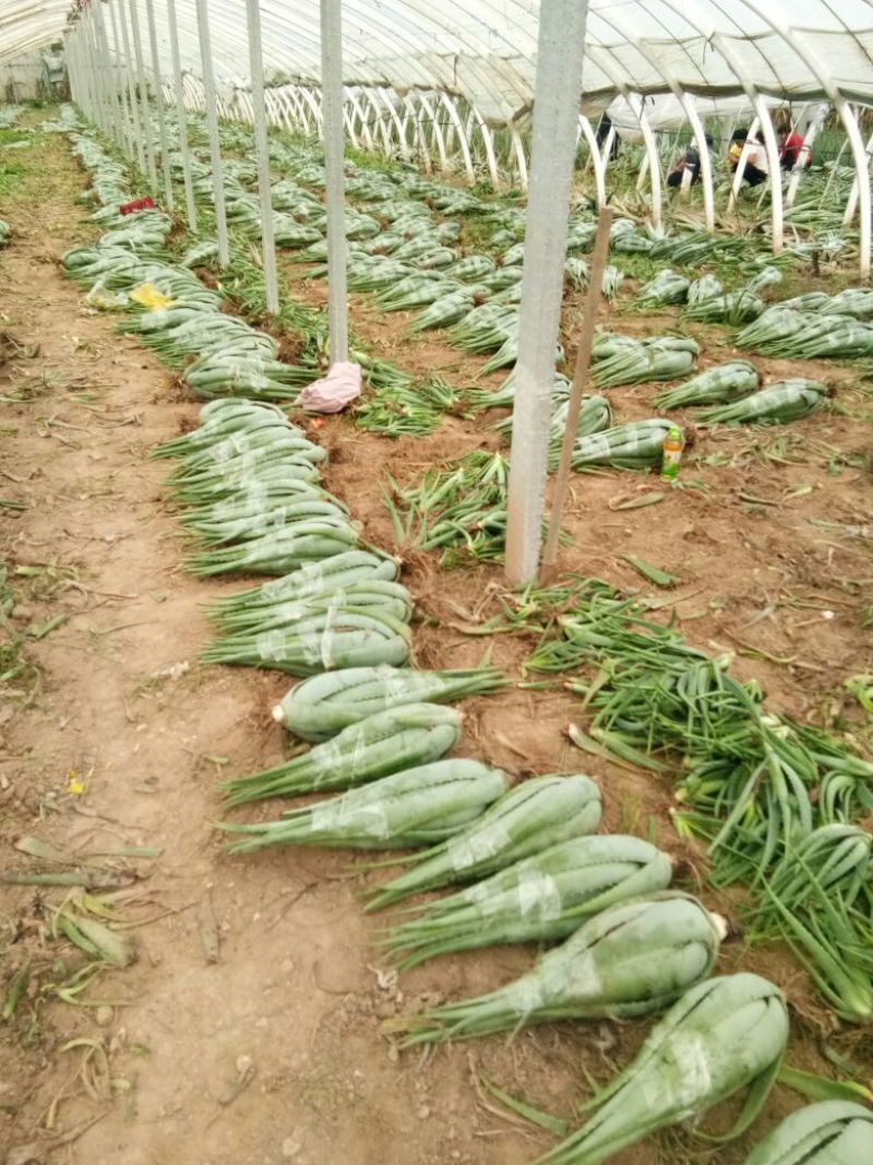 库拉索芦荟苗1-8年苗1-30斤左右胶质粘稠