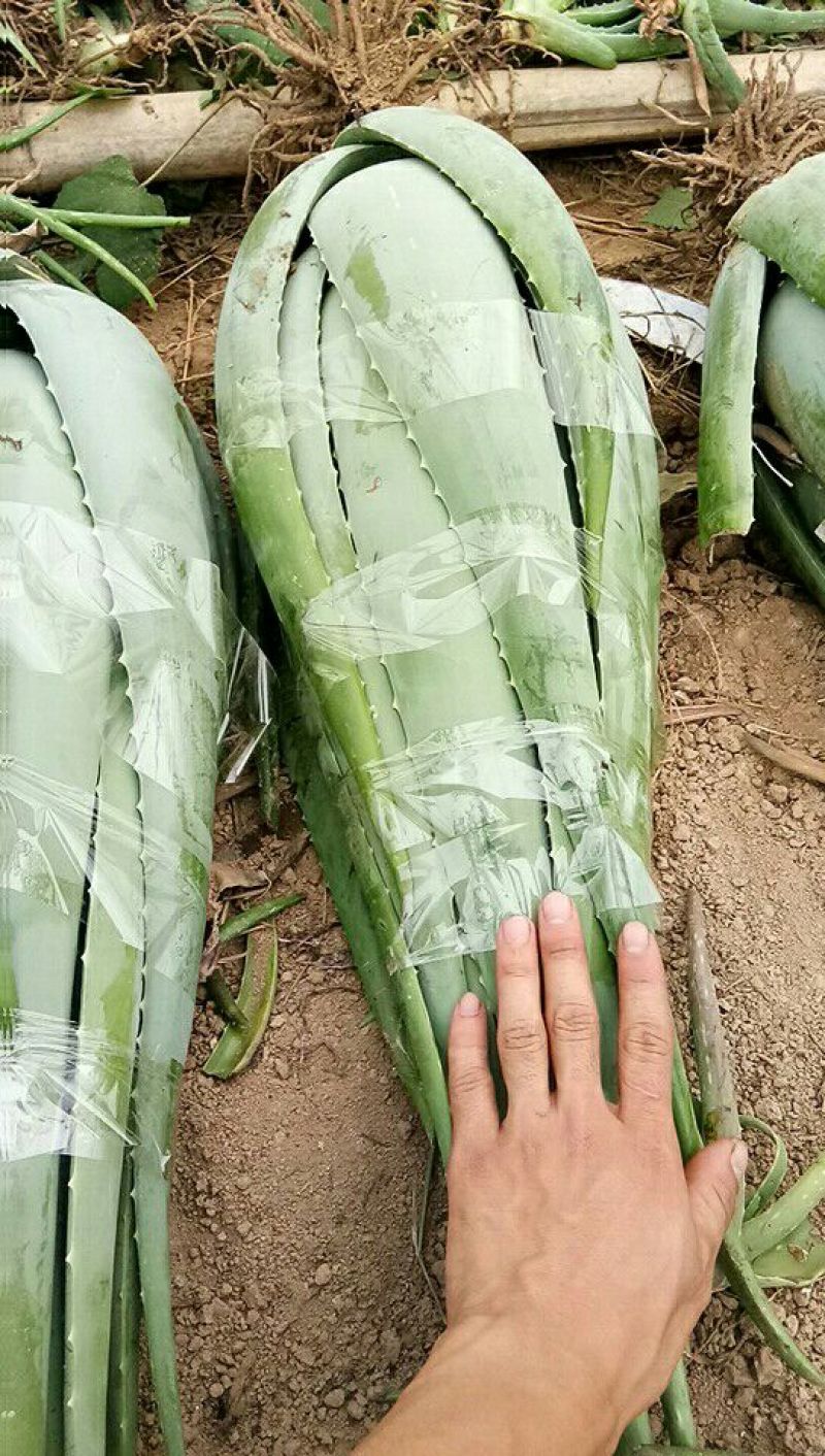 库拉索芦荟苗1-8年苗1-30斤左右胶质粘稠