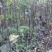 早酥红梨苗80cm以上0.8~3cm