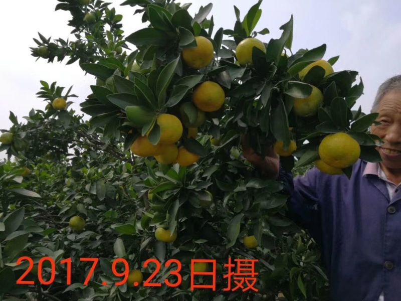 新余蜜橘蜜桔口感香甜化渣