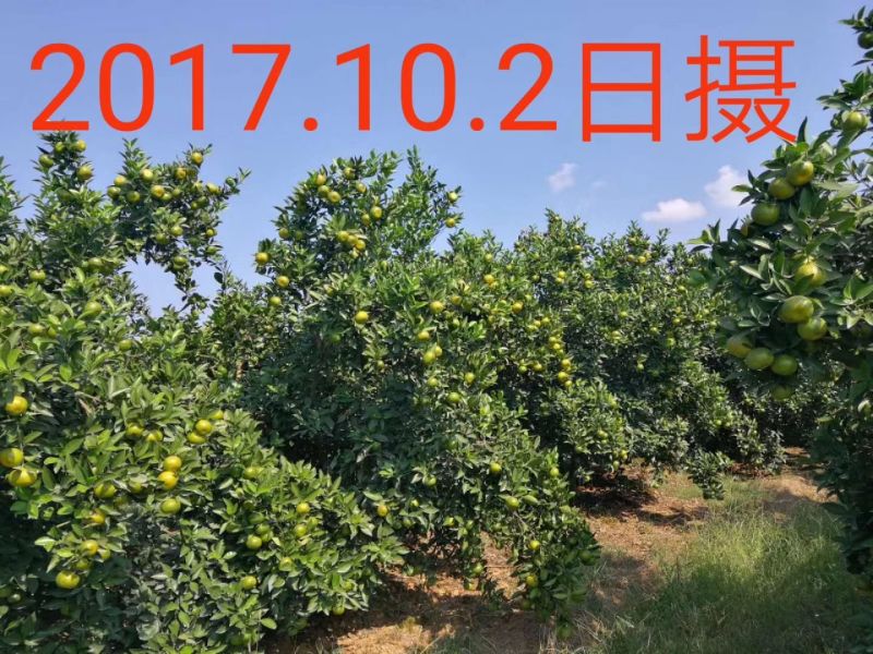 新余蜜橘蜜桔口感香甜化渣