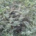 花椒苗1~2年