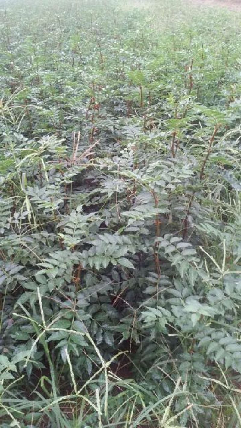 花椒苗1~2年