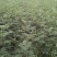 花椒苗1~2年