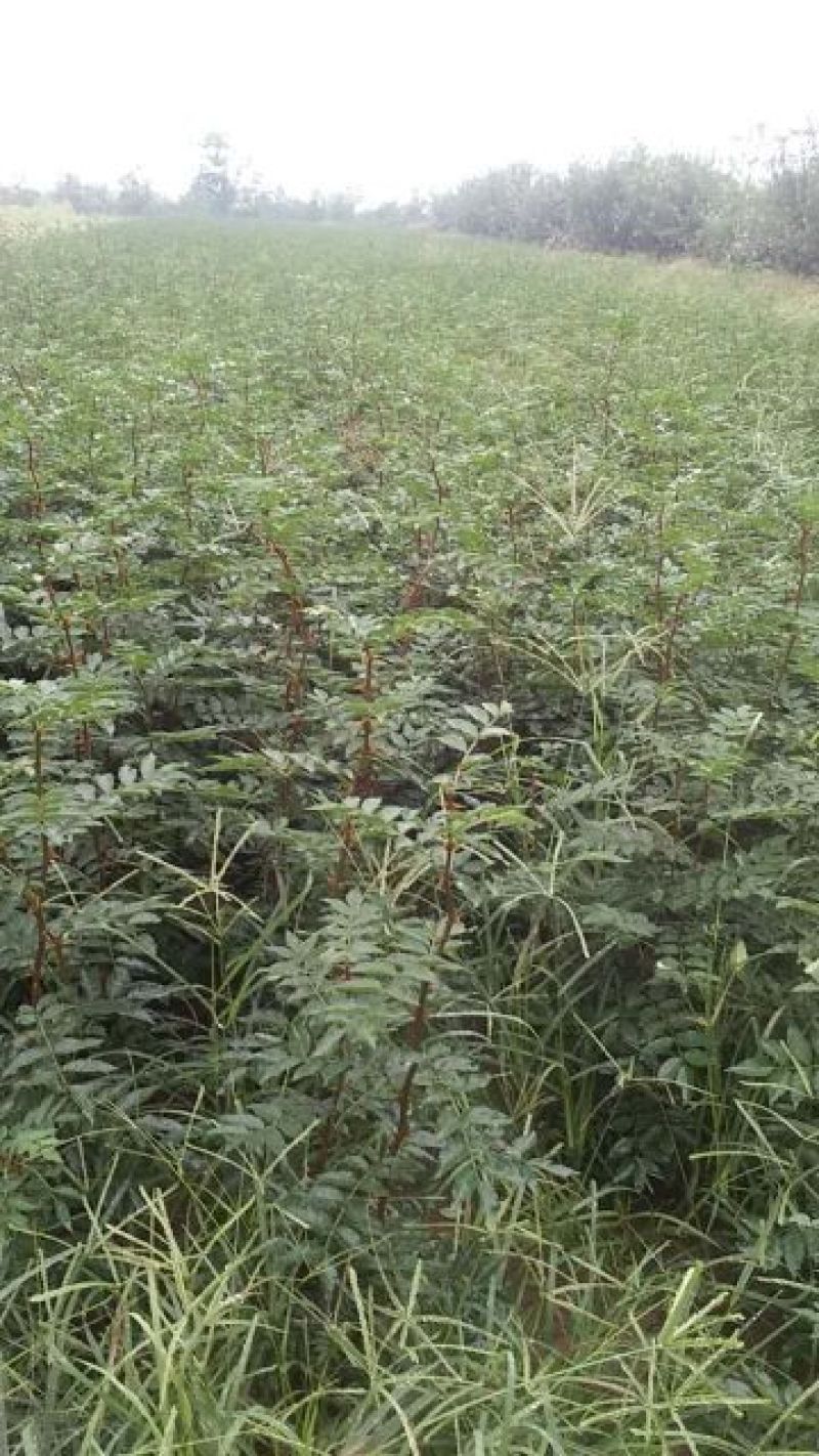 花椒苗1~2年