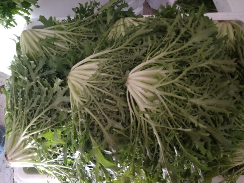 苦菊20~25cm