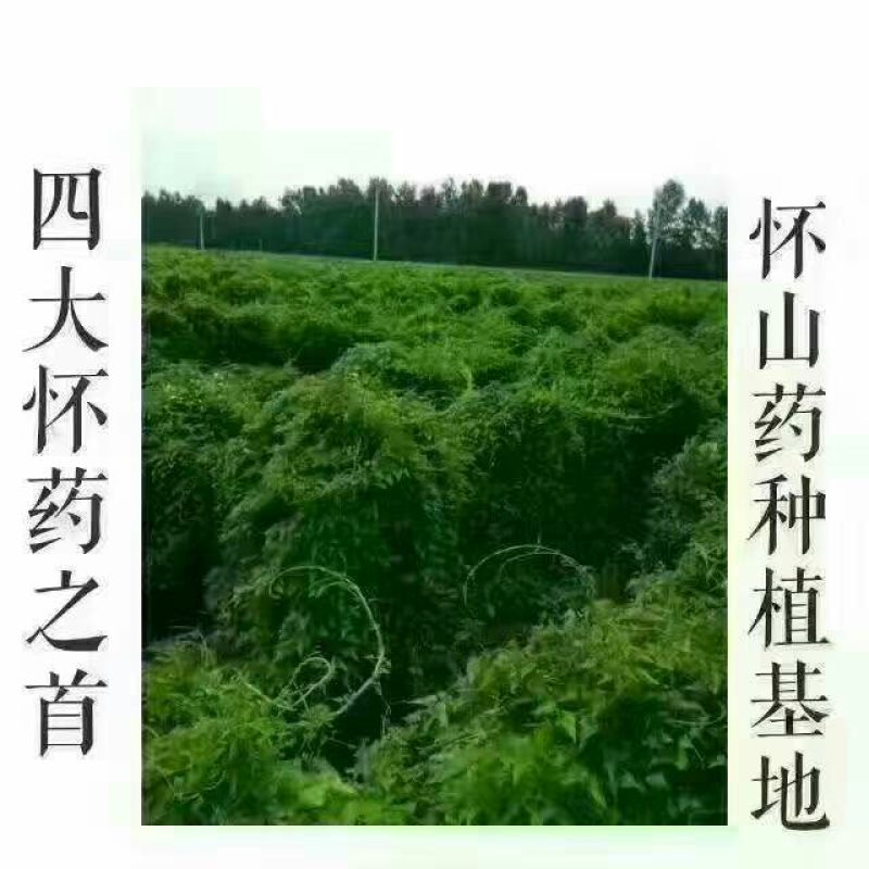 柠檬膏