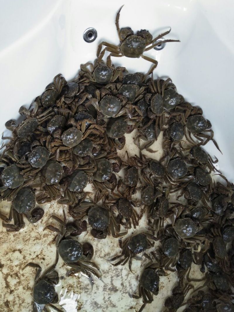 阳澄湖大闸蟹食用雌2.0-2.2两/只
