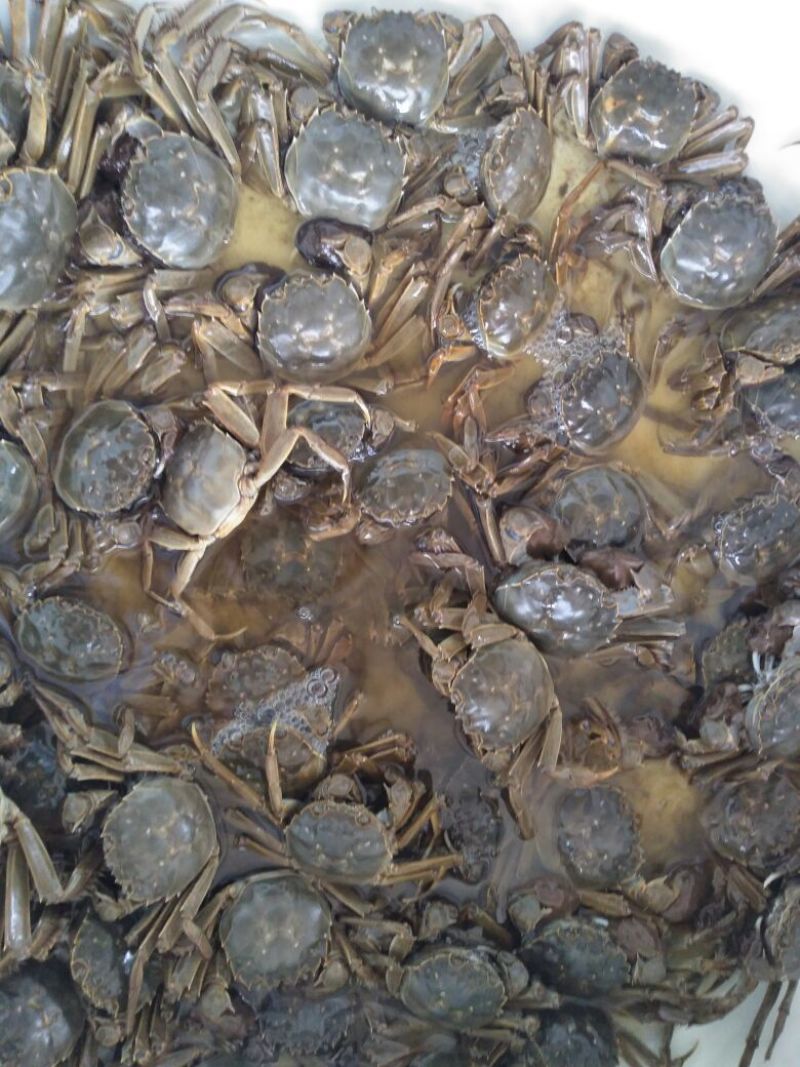 阳澄湖大闸蟹食用雌2.0-2.2两/只