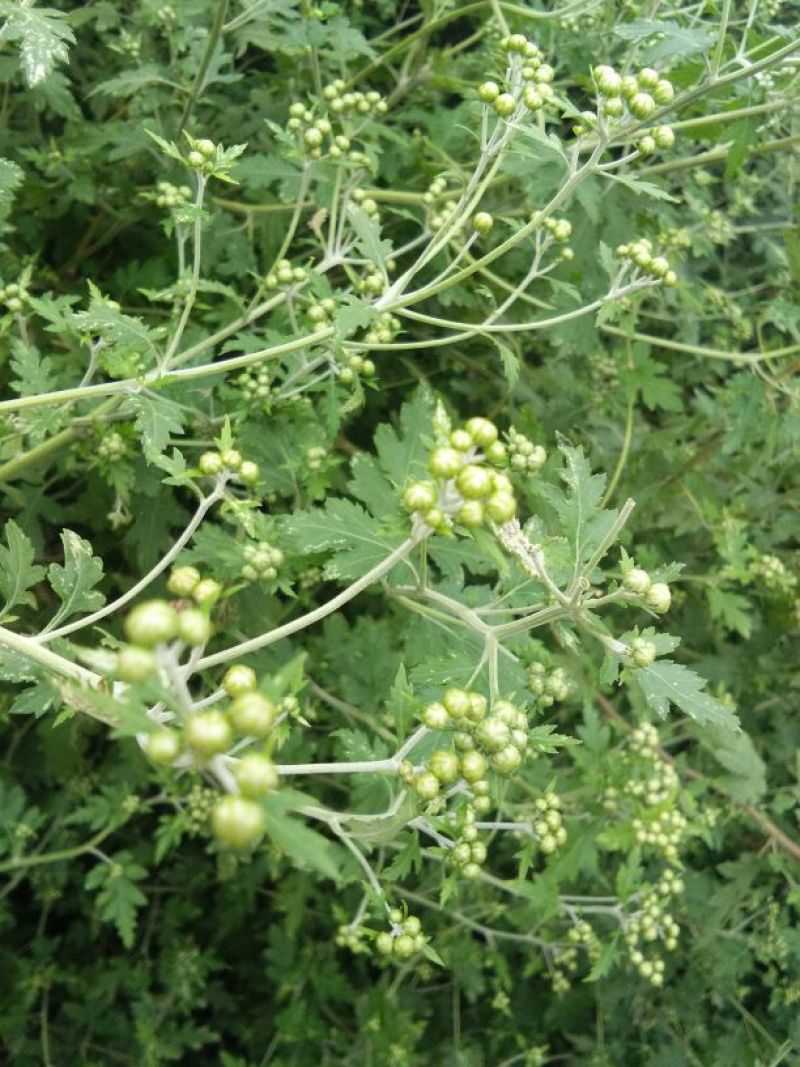 野菊花颗粒