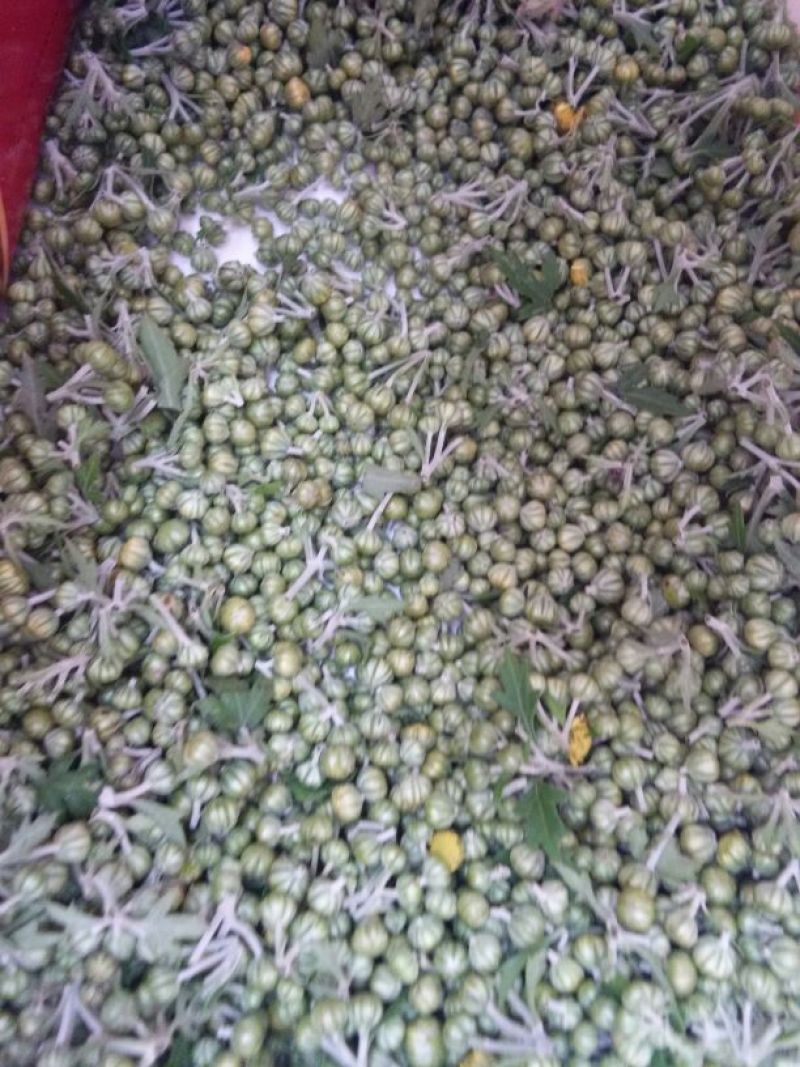 野菊花颗粒